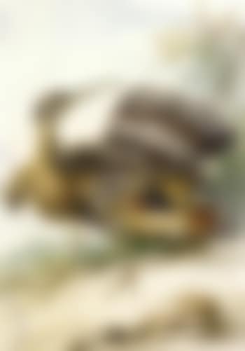 Sun bittern displaying (preview)