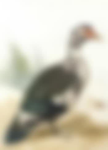 West Indian goose by a pond (preview)