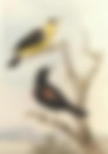 Exotic birds on a tree (preview)