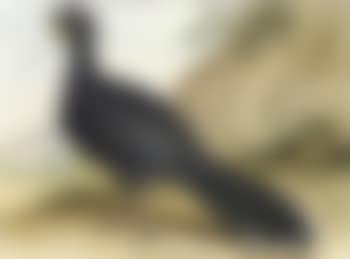 Black crownbird (preview)