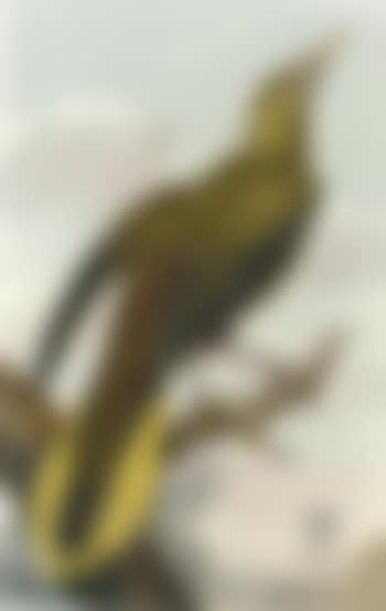 Bird of Paradise in an exotic landscape (preview)