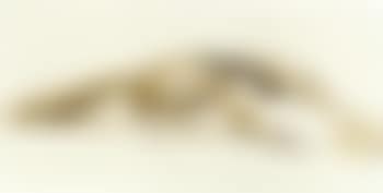 Sleeping dog. Anteater. Resting cow (preview)