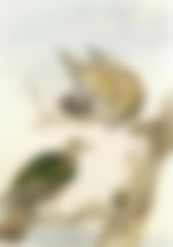 Two turtle doves on a tree (preview)
