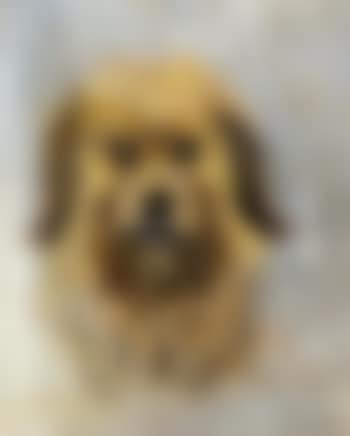 Tete de chien griffon, Follette (preview)