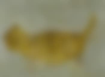 Debuneko - Fat Cat (preview)