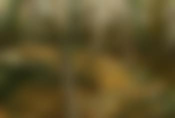 Sous-bois (preview)