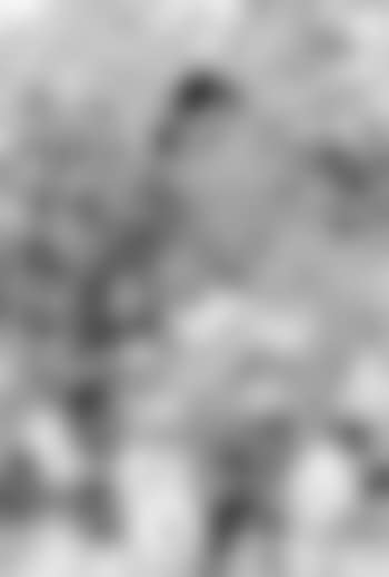 Composition (preview)