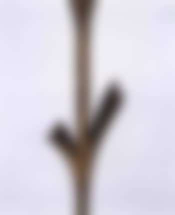 Lampadaire, modele a la feuille (preview)
