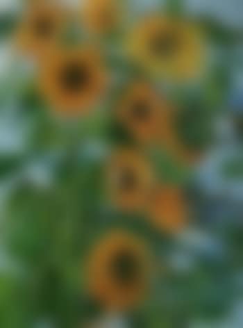 Sunflowers (preview)