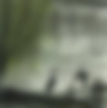 Grues et arbre (preview)