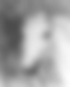 Horse's head (preview)