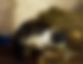 Cat in the kitchen (preview)