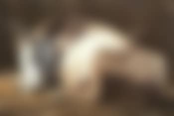 Bovin dans un etable (preview)