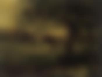 Cows in a polder landscape (preview)