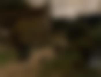 Farmyard (preview)