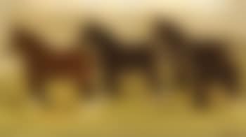 Three prize shire horses and a prize shire foal (preview)