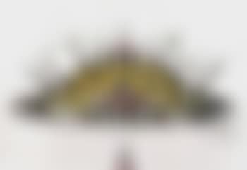 Tortues (preview)