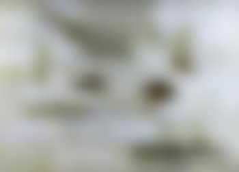 U. (preview)