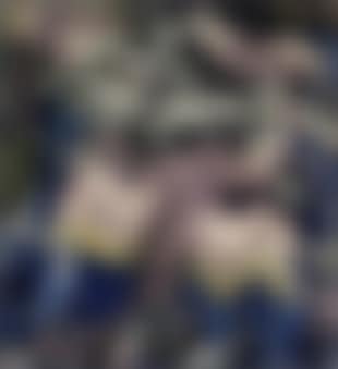 Parrot wood (preview)