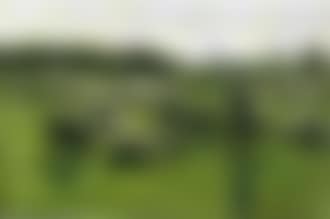 Bergers et moutons au paturage (preview)