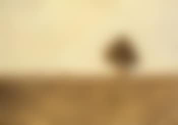 Pampas (preview)