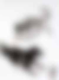 Two dogs (preview)