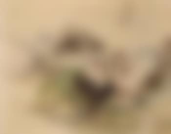 Landscapes (preview)