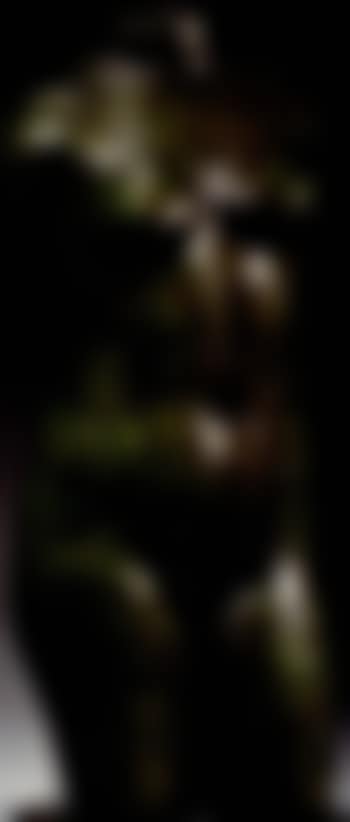 Torse de jeune fille (preview)