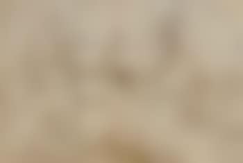 View of an Abbey. Studies of sheep (preview)