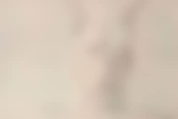 Dog (preview)
