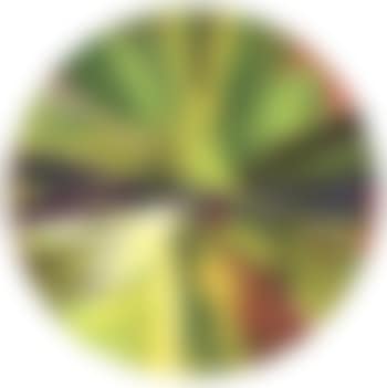 Beautiful green jungle undergrowth (preview)