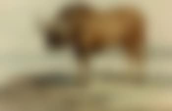 Study of a gnu (preview)
