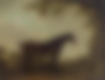 Portrait of a horse age 19 years (preview)