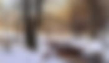 Winter sun (preview)