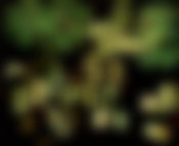 Patience (preview)