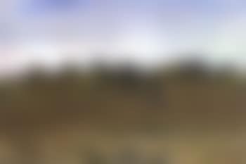 Exmoor ponies, study no.17 (preview)