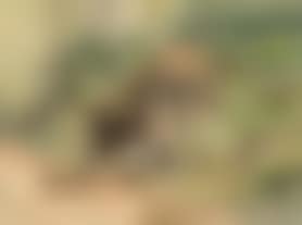 Forest scene, tree stump (preview)