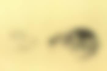 Ant eater (preview)