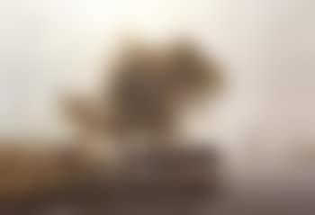 Cattle watering (preview)