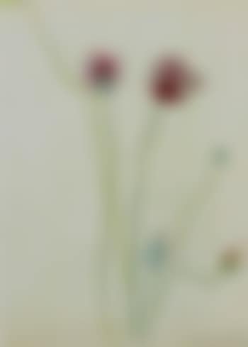 Poppies (preview)