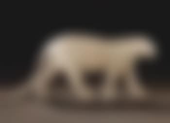 La panthere noire (preview)