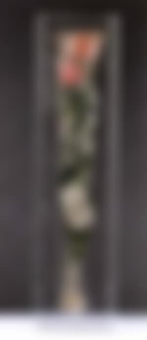 Roses emballees (preview)
