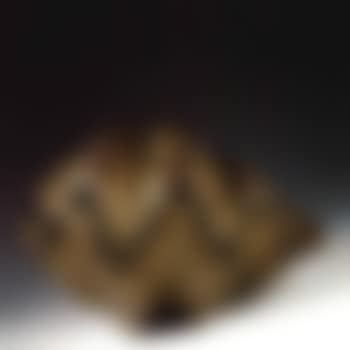 Clam (preview)