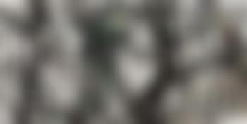 Forest (preview)