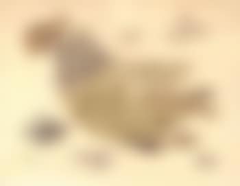 Le coq (preview)