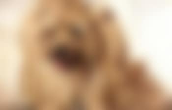 Portrait of mischief (preview)