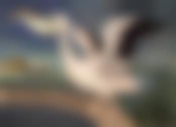 Pelican (preview)