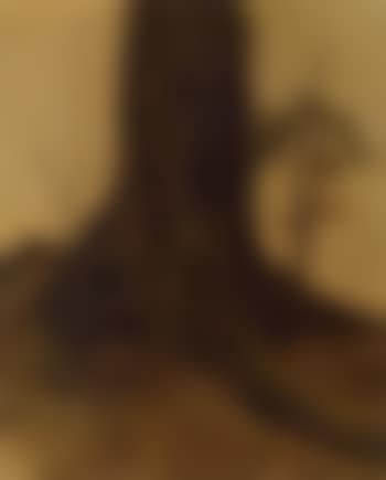 Pied de chene vert (preview)