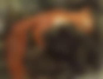 Squirrel (preview)