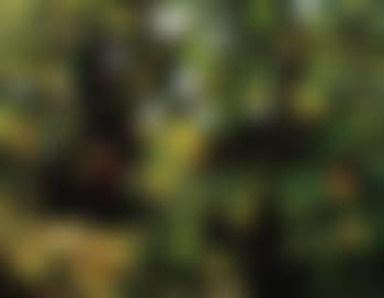 Wood (preview)